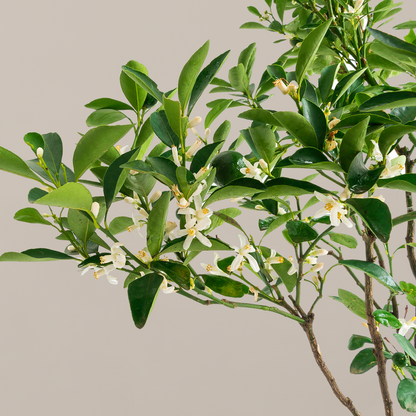 Key Lime Tree