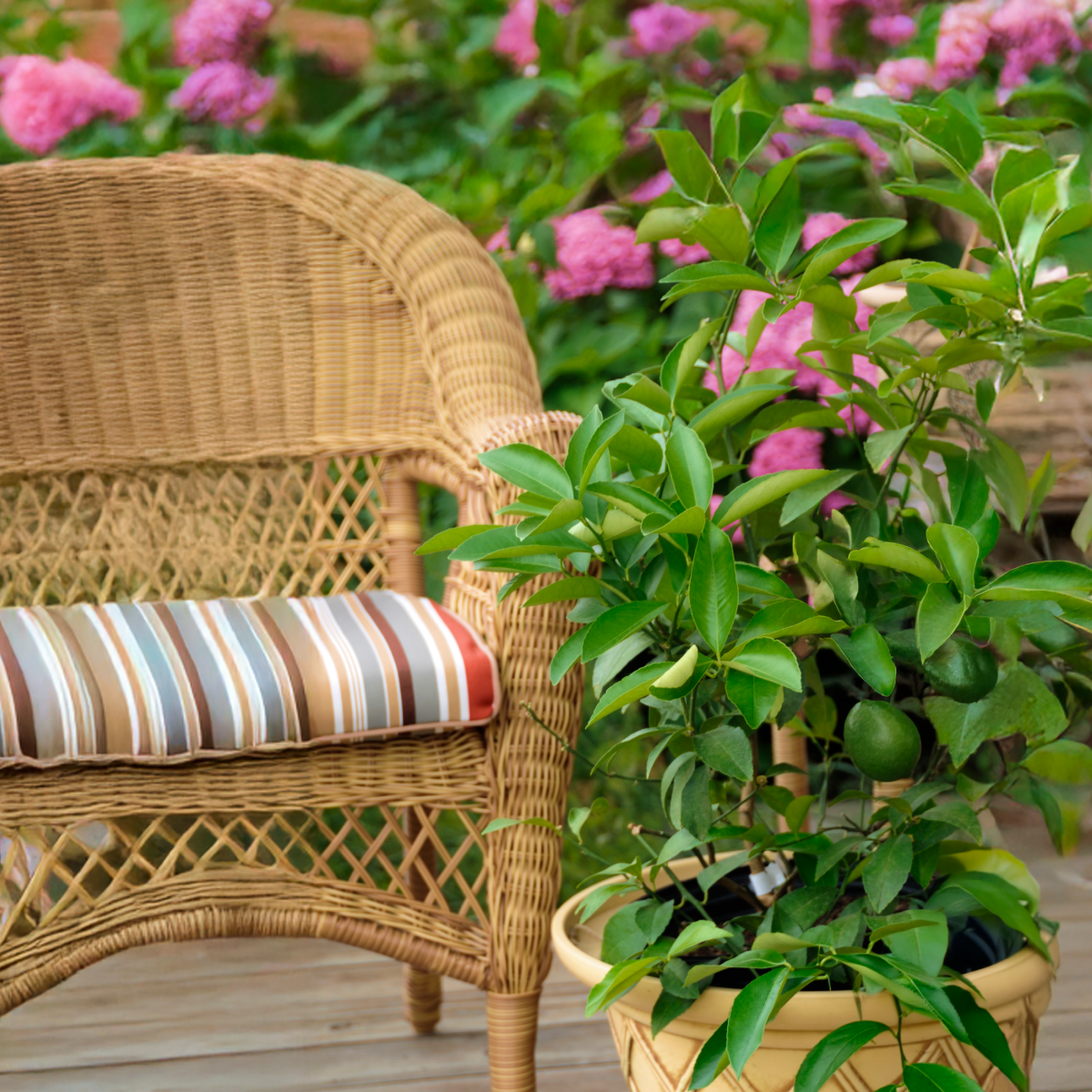 Key Lime Tree