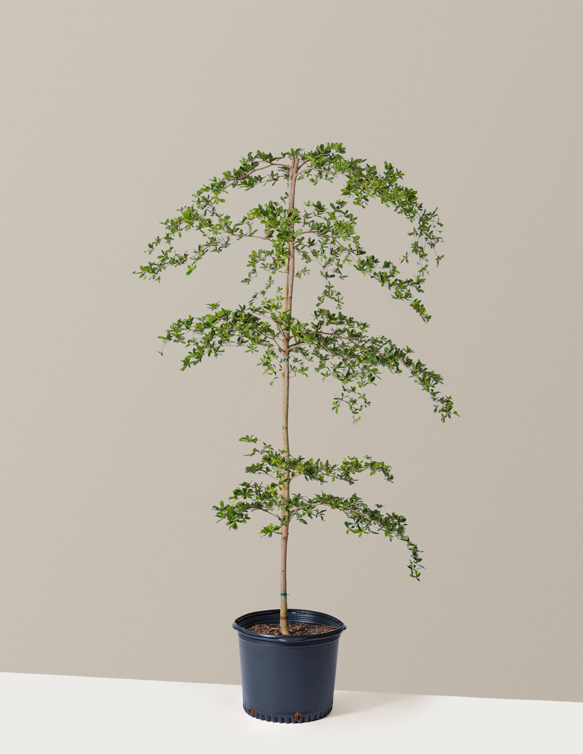 Black Olive Tree The Sill black-olive-tree-the-sill