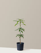bundle | 3 Gallon | Grow Pot