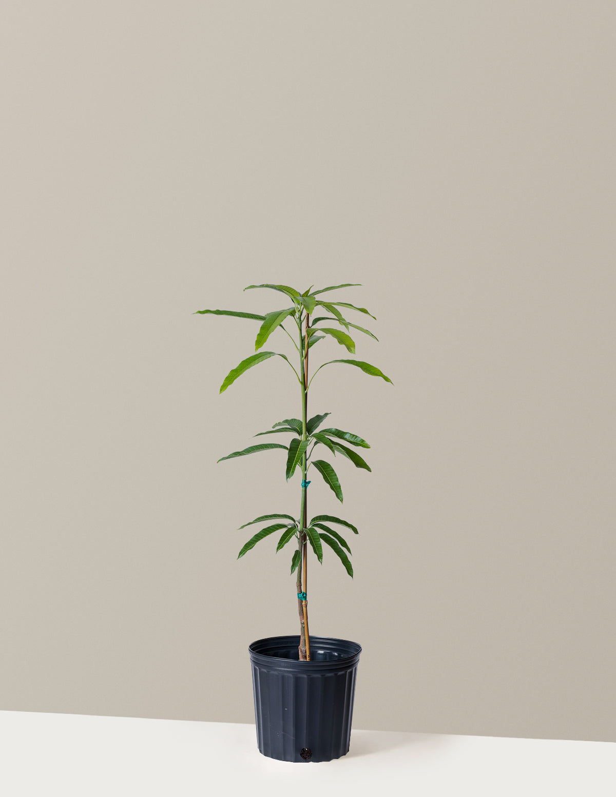 bundle | 3 Gallon | Grow Pot