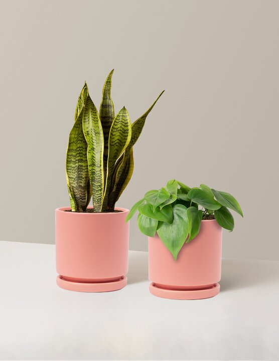 medium pots for indoor plants Living Room Duo Houseplants with Planter - Medium (tall) Bubblegum Planters
