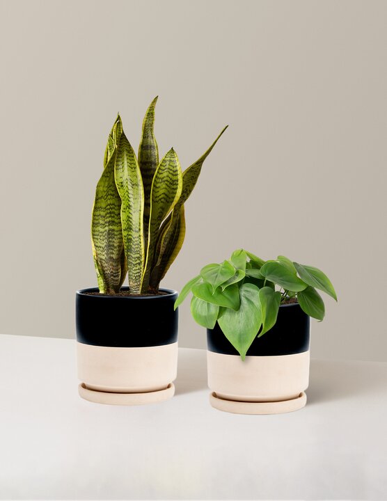 files/the_sill_Living_Room_Duo_Medium_Isabella_Top_Half_Black_Variant_lowres_2024-02-22.jpg