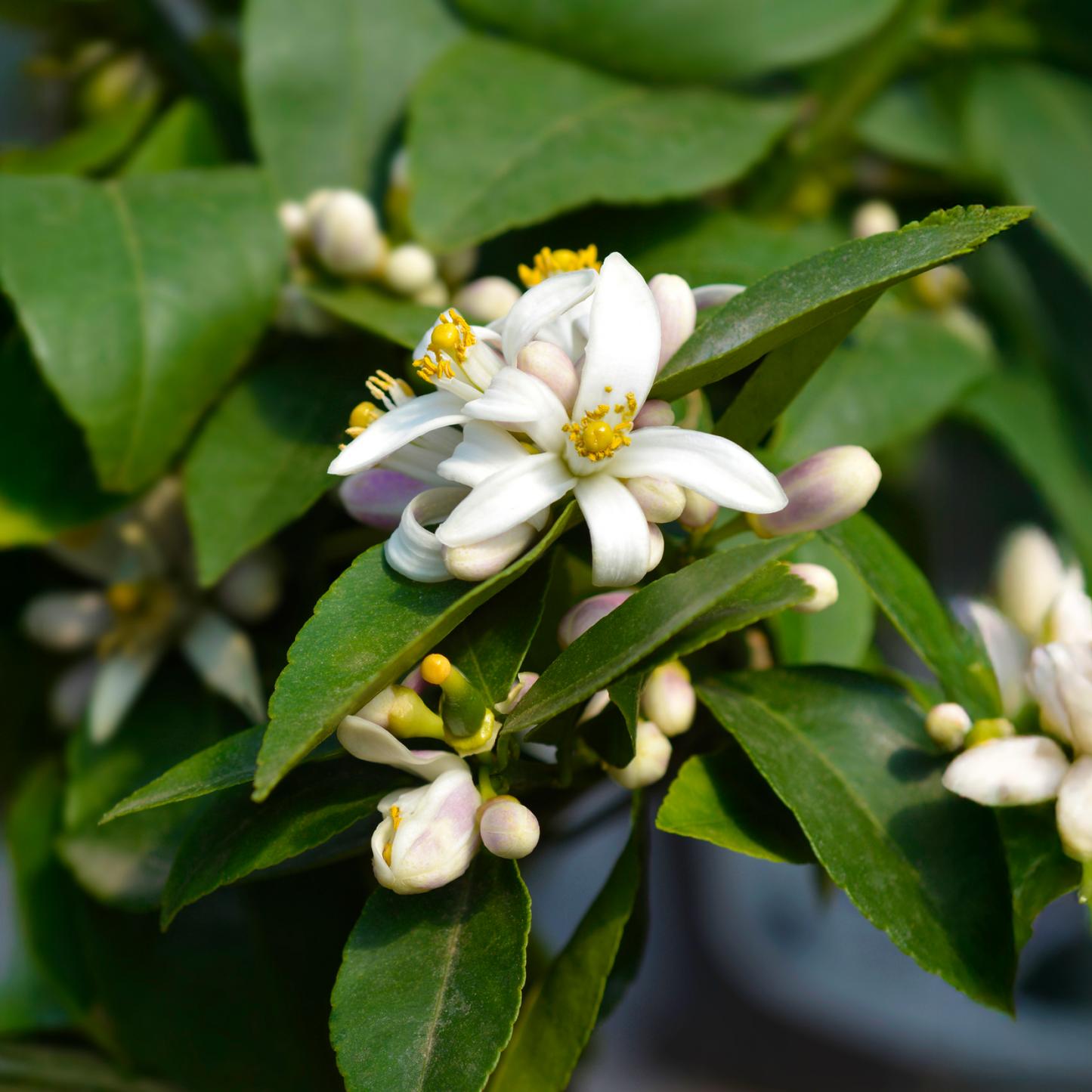 Improved Meyer Lemon Bush