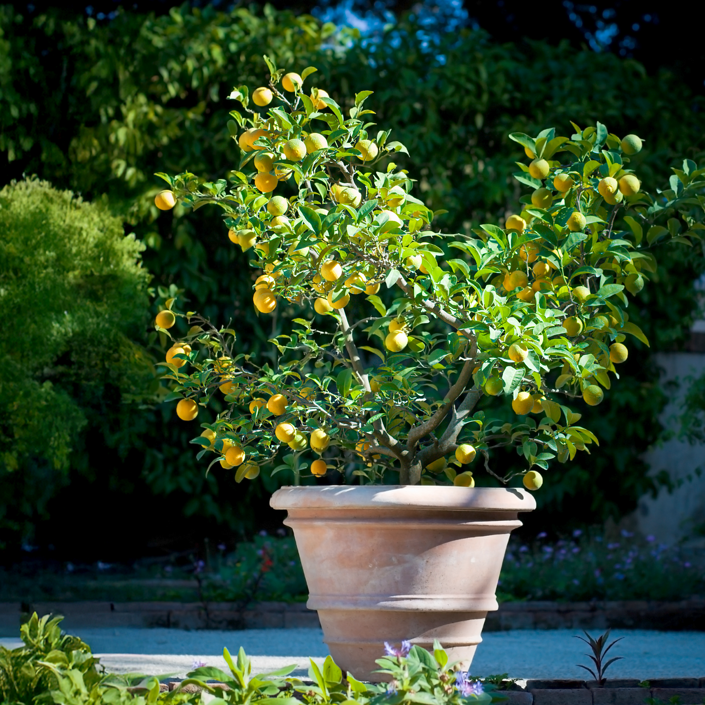 Improved Meyer Lemon Bush