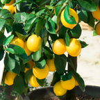 A potted Improved Meyer Lemon Bush with bright yellow lemons hanging among green leaves.