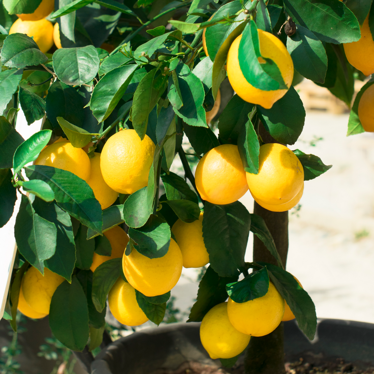 A potted Improved Meyer Lemon Bush with bright yellow lemons hanging among green leaves.