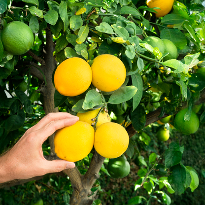 Improved Meyer Lemon Bush