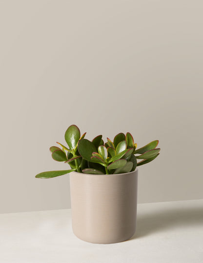 Sunset Jade
