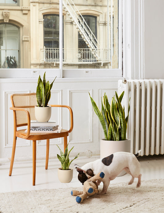 Snake Plant Laurentii