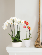 Large Double Orchid