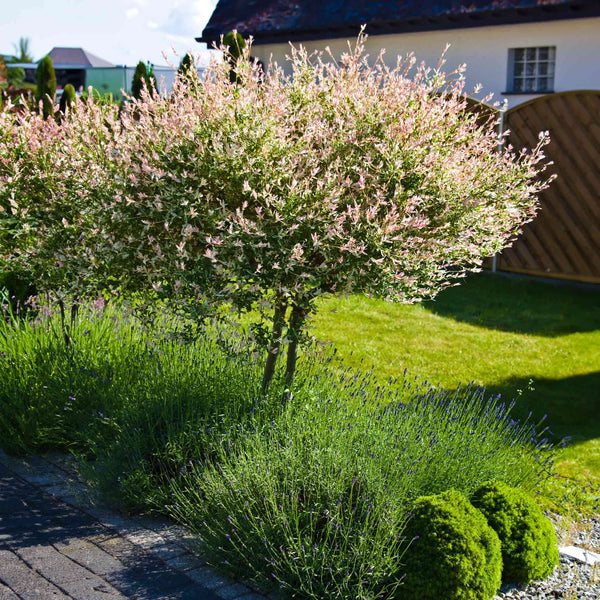 can you plant dappled willow near house Tri-Color Dappled Willow Tree