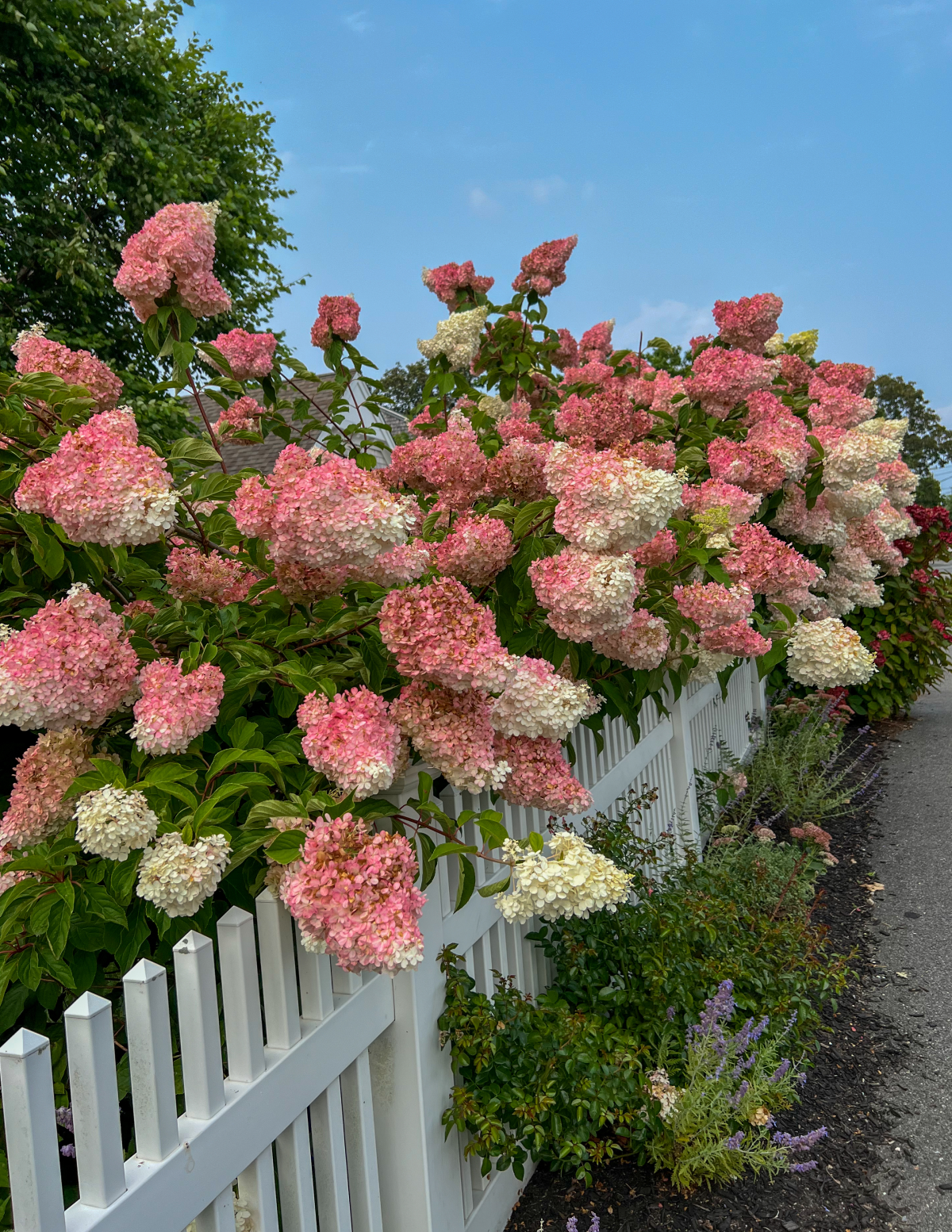 strawberries and cream hydrangea plant Vanilla Strawberry™ Hydrangea