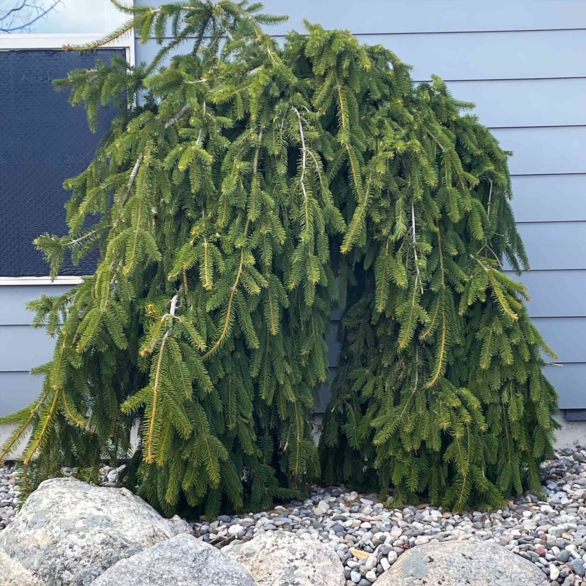 norway spruce house plant Weeping Norway Spruce