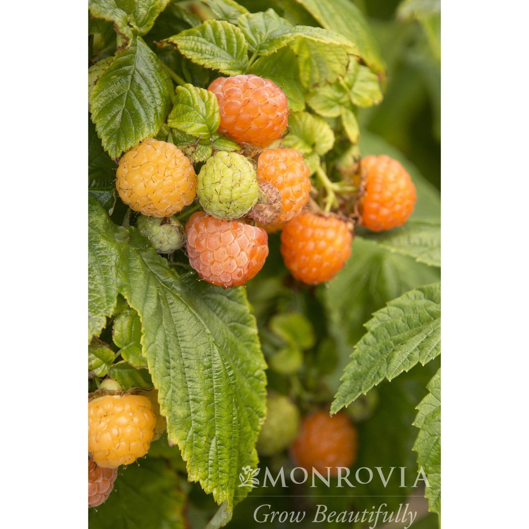 Fall Gold Raspberry | The Sill