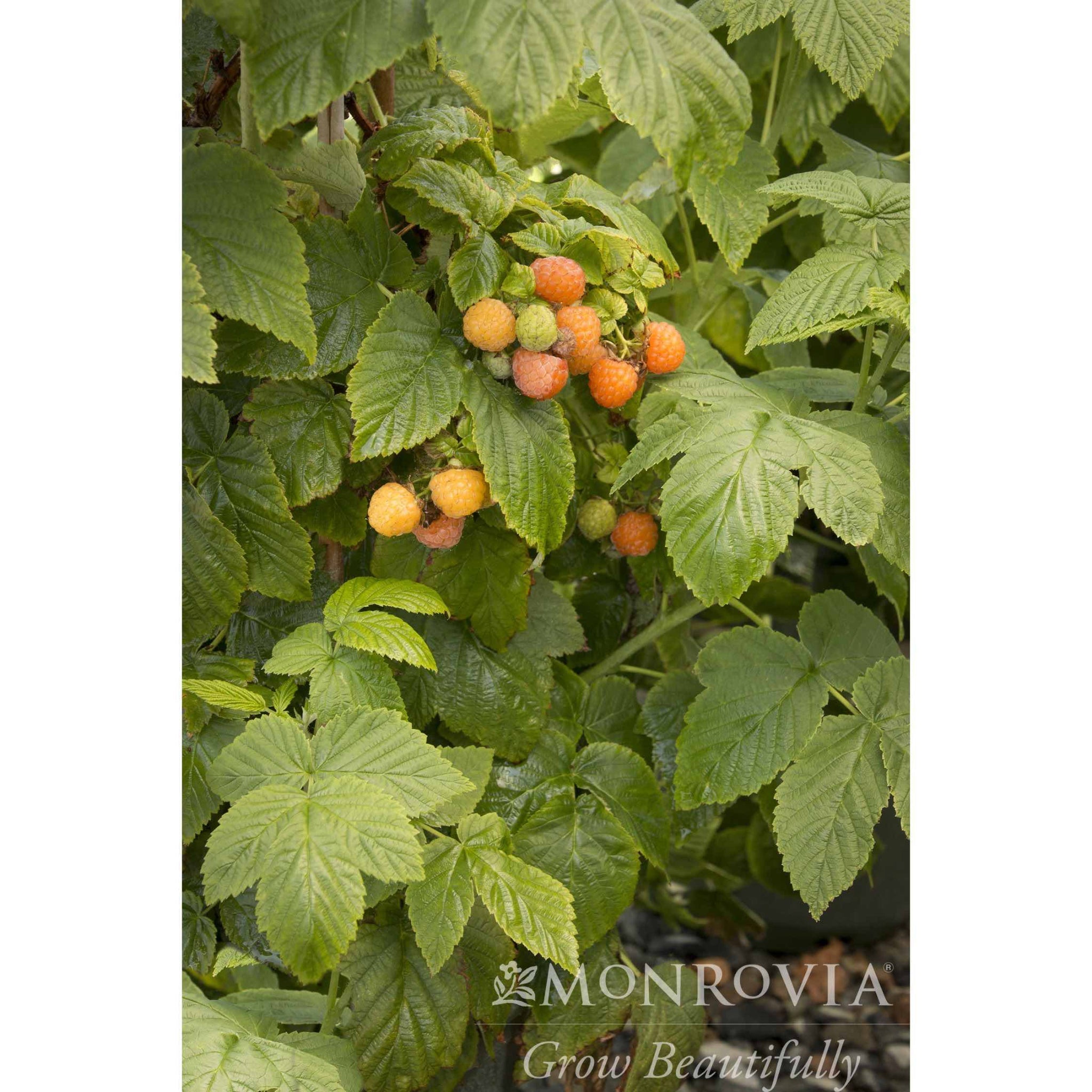 Fall Gold Raspberry | The Sill