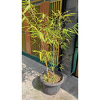Golden Goddess Bamboo