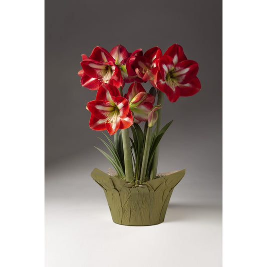 Red and White Trio Amaryllis