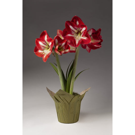 Red and White Single Amaryllis