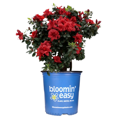Ever After™ Ruby Azalea