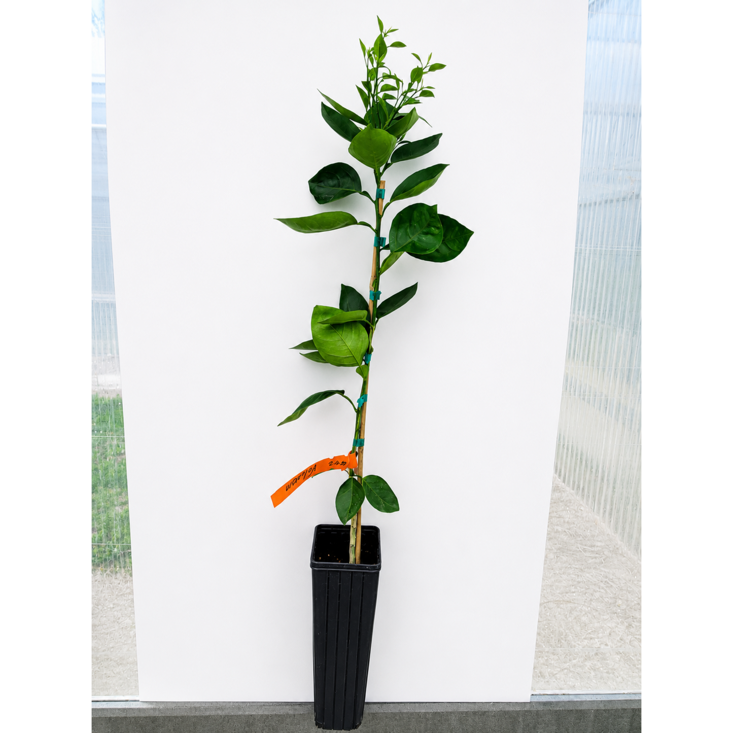 Valencia Orange Tree