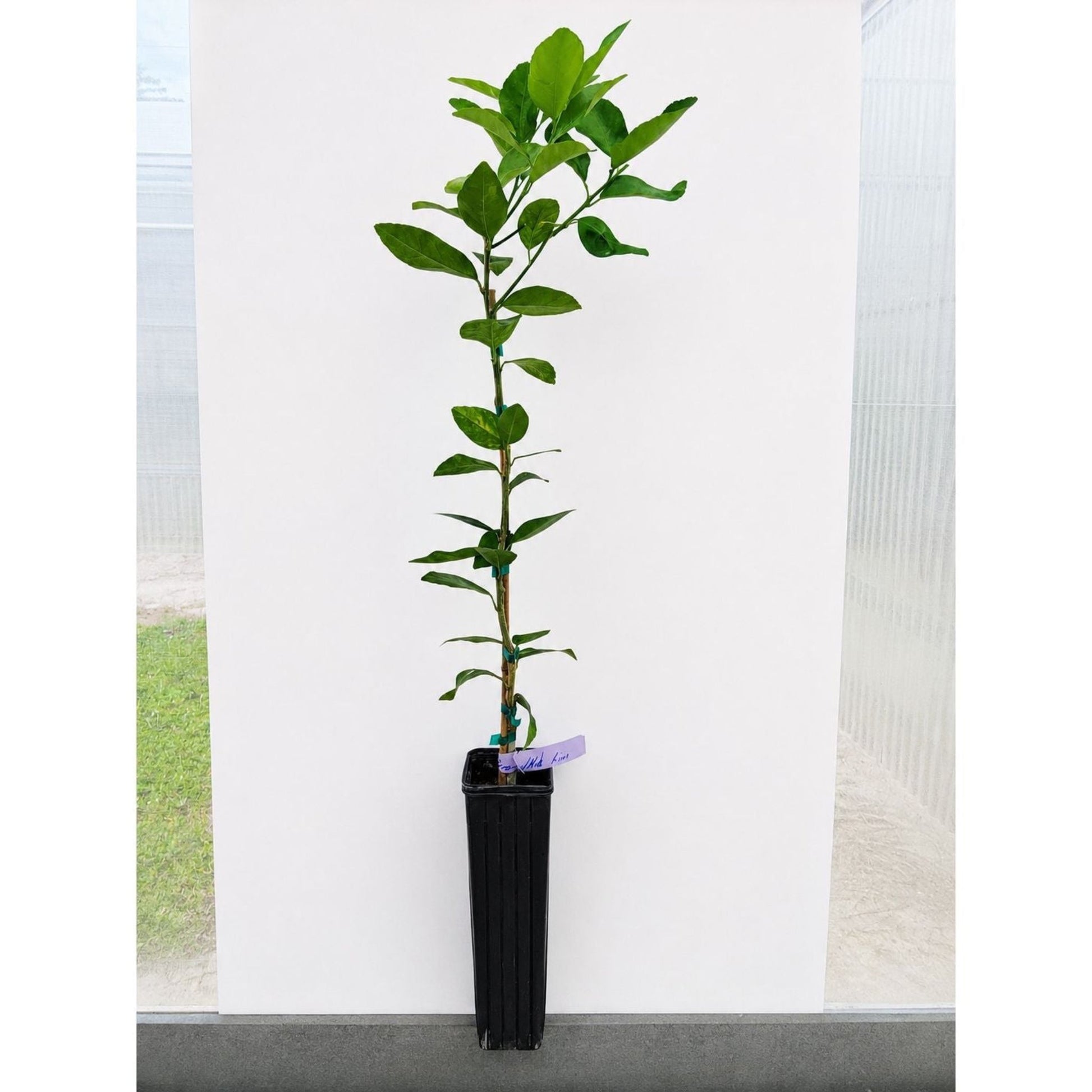 Persian 'Bearss' Lime Tree