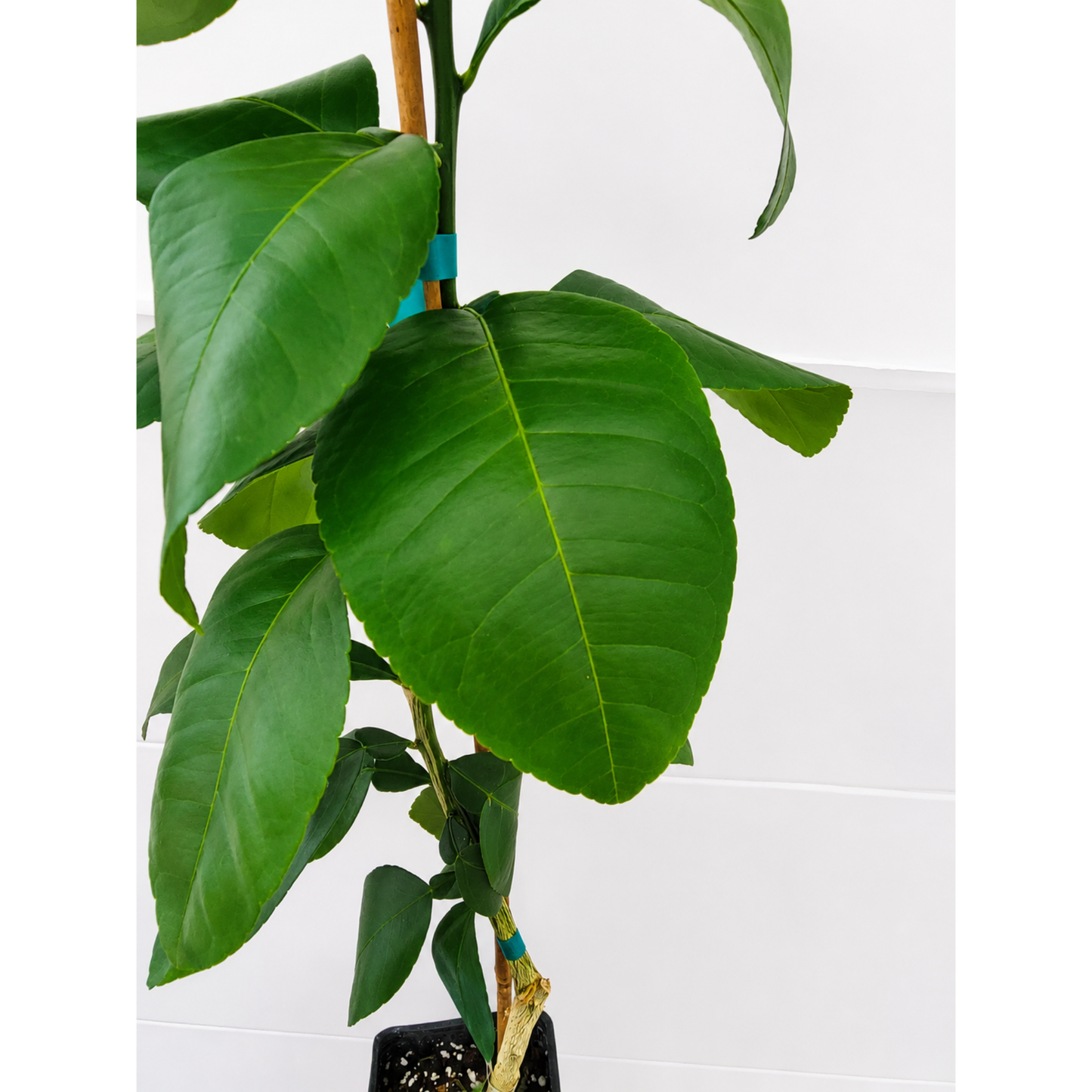 Ray Ruby Grapefruit Tree