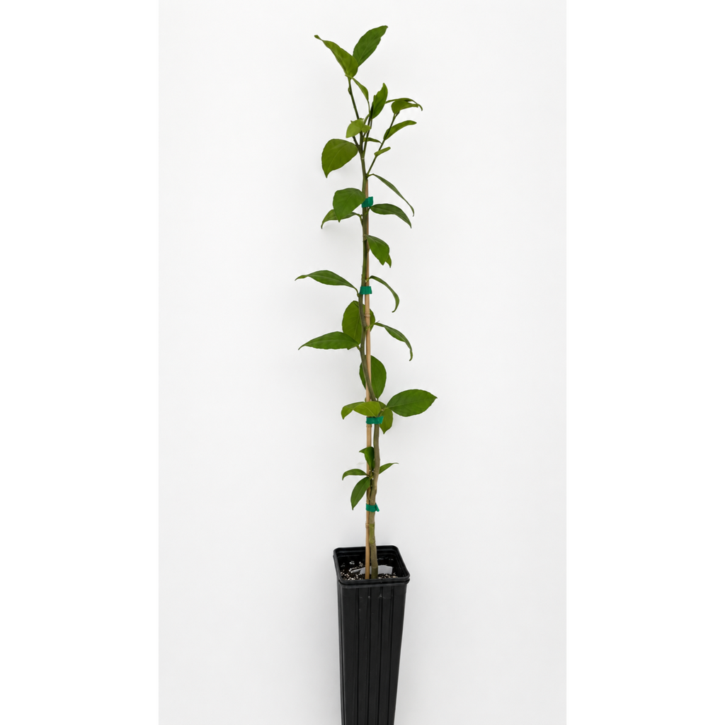 Improved Meyer Lemon Tree