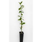 Improved Meyer Lemon Tree
