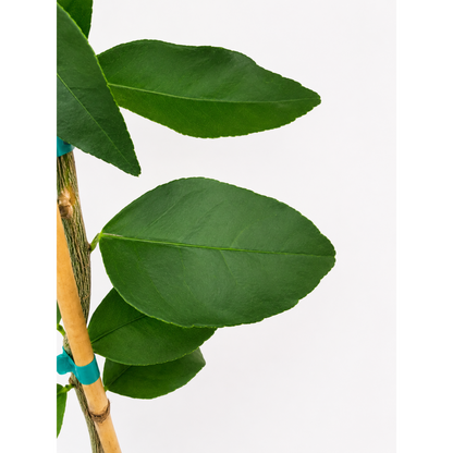 Persian 'Bearss' Lime Tree