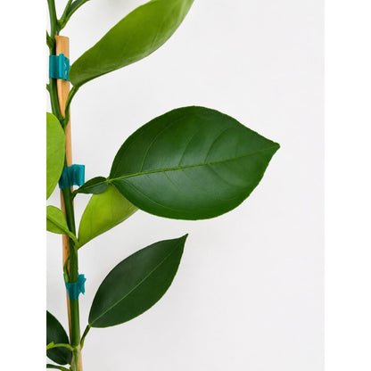 Valencia Orange Tree