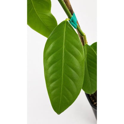 Bearss Lemon Tree