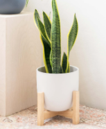 Plant Stand Grant Natural 7 in