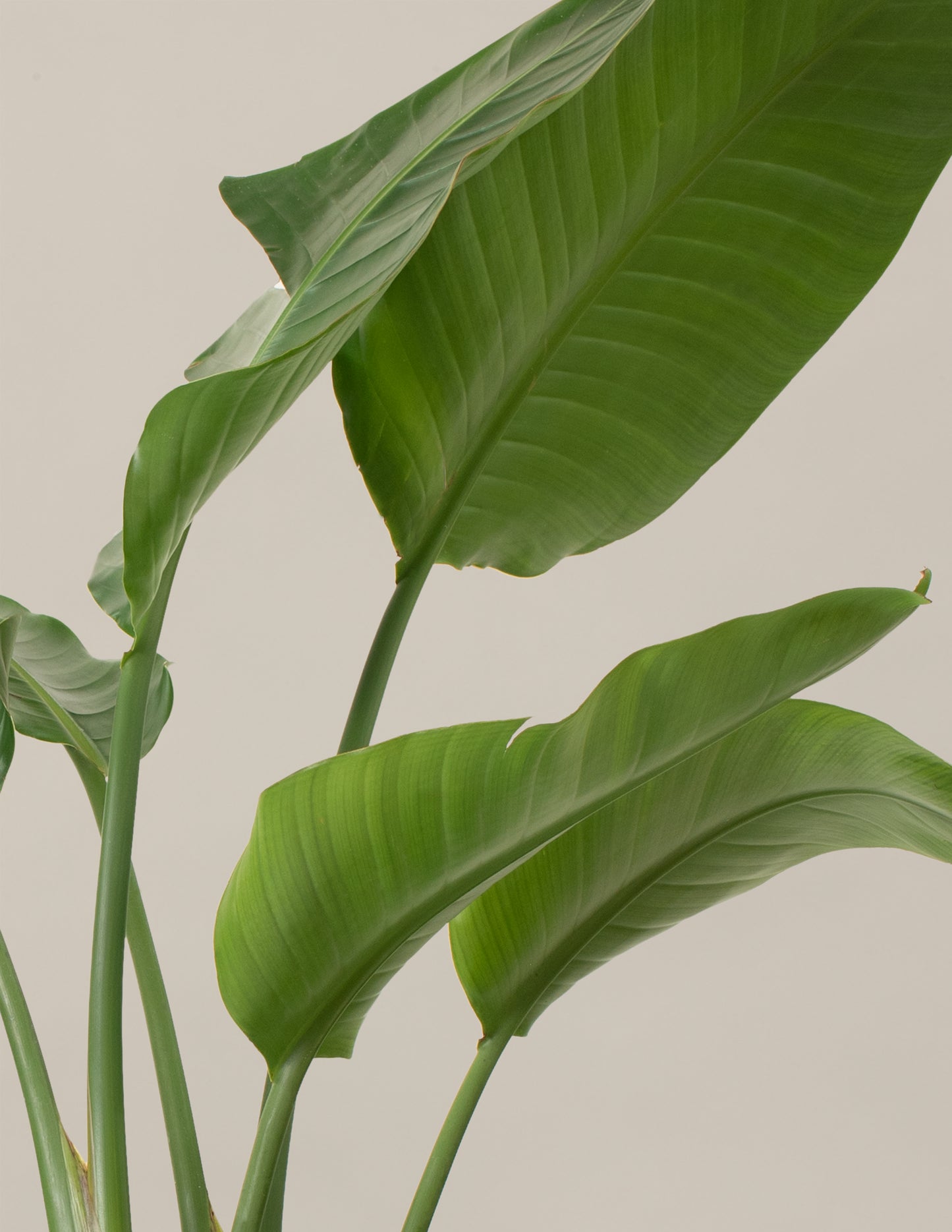 Bird of Paradise