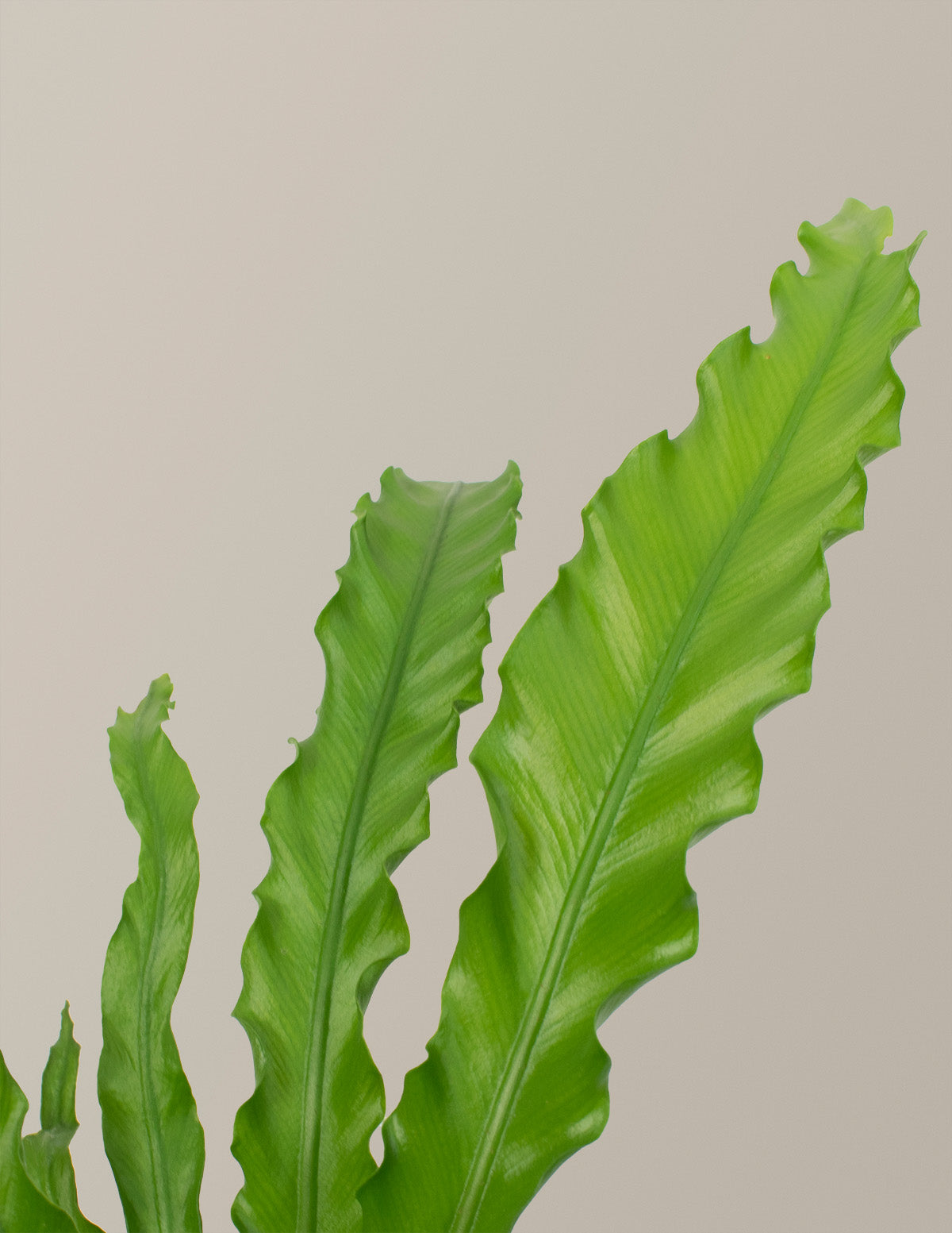 birds nest fern history Bird's Nest Fern