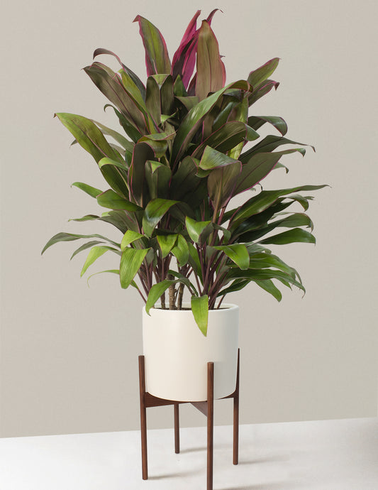 Large Cordyline Maria