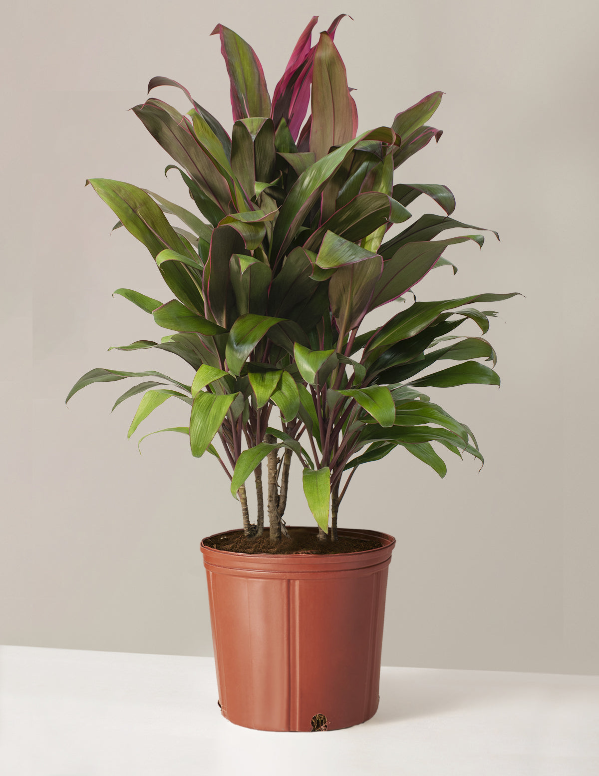 bundle | Large | Grow Pot