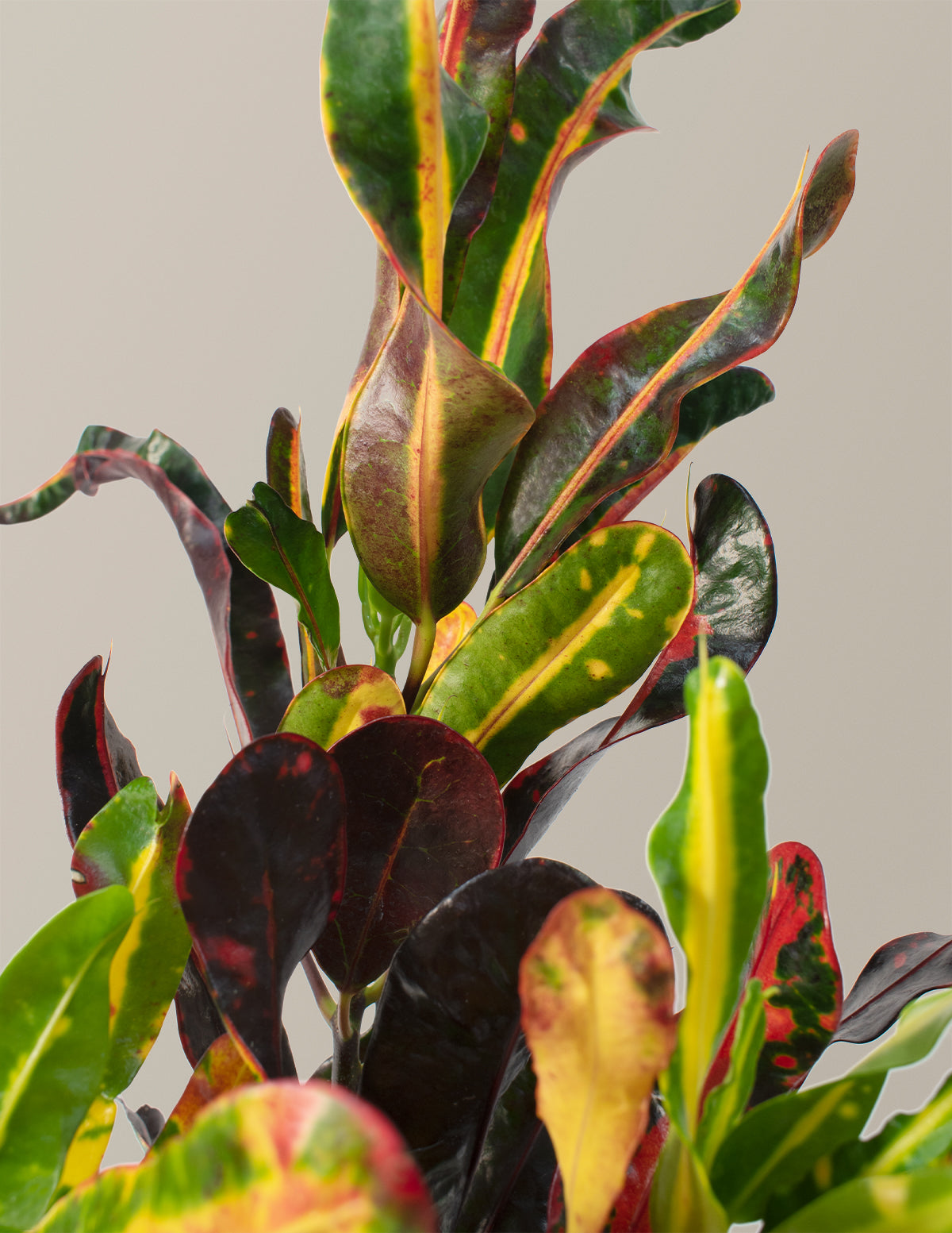 Corkscrew Croton