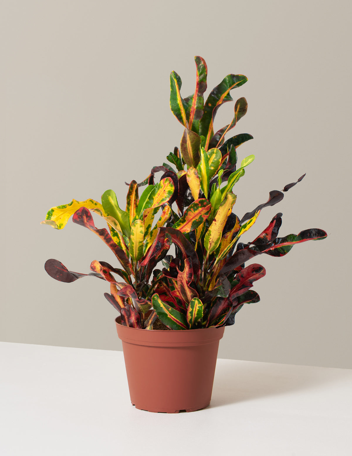Corkscrew Croton