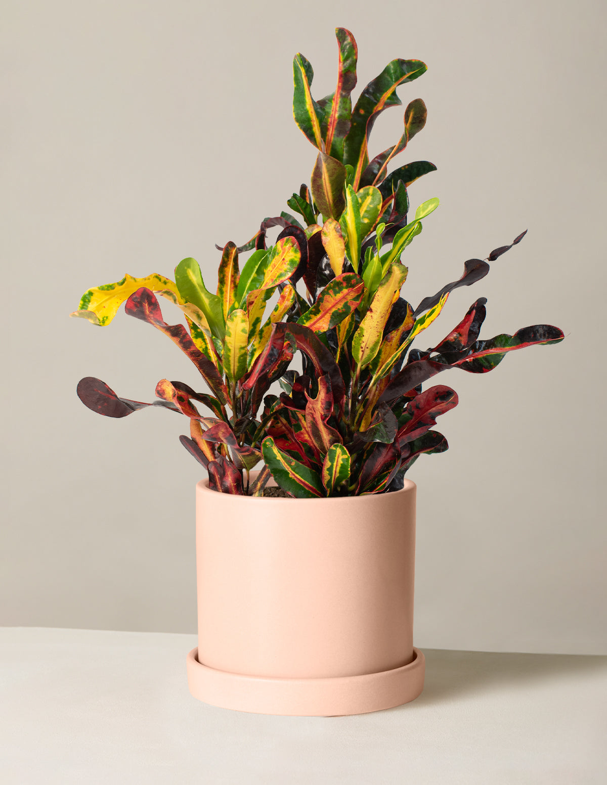Corkscrew Croton