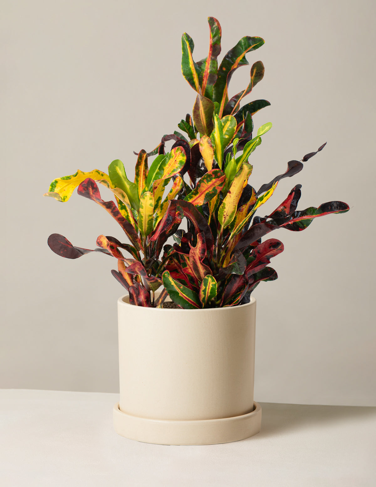 Corkscrew Croton