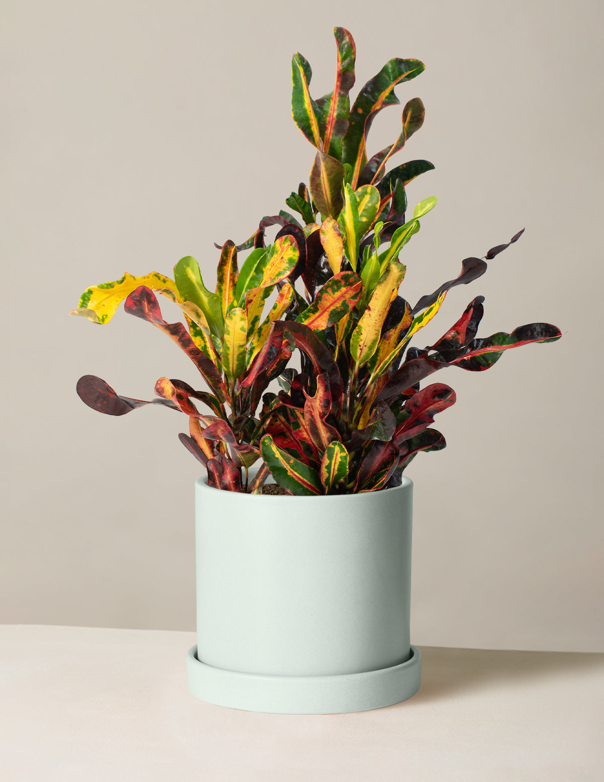 Corkscrew Croton