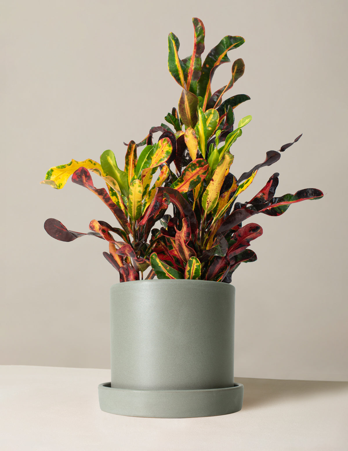 Corkscrew Croton