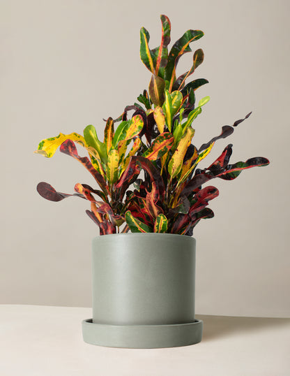 Corkscrew Croton