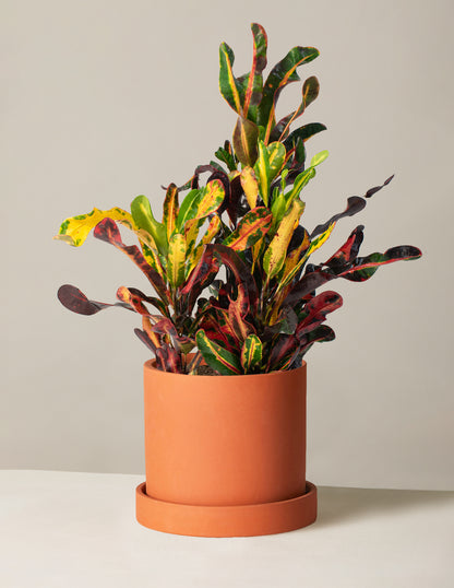 Corkscrew Croton