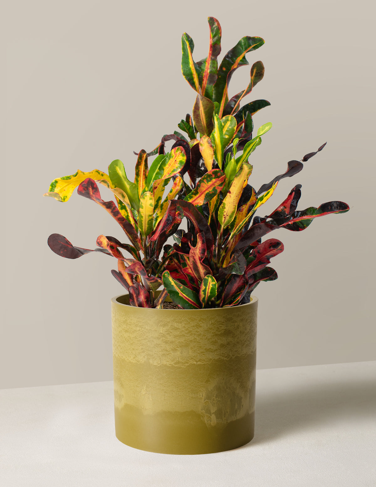 Corkscrew Croton