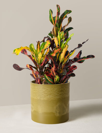 Corkscrew Croton