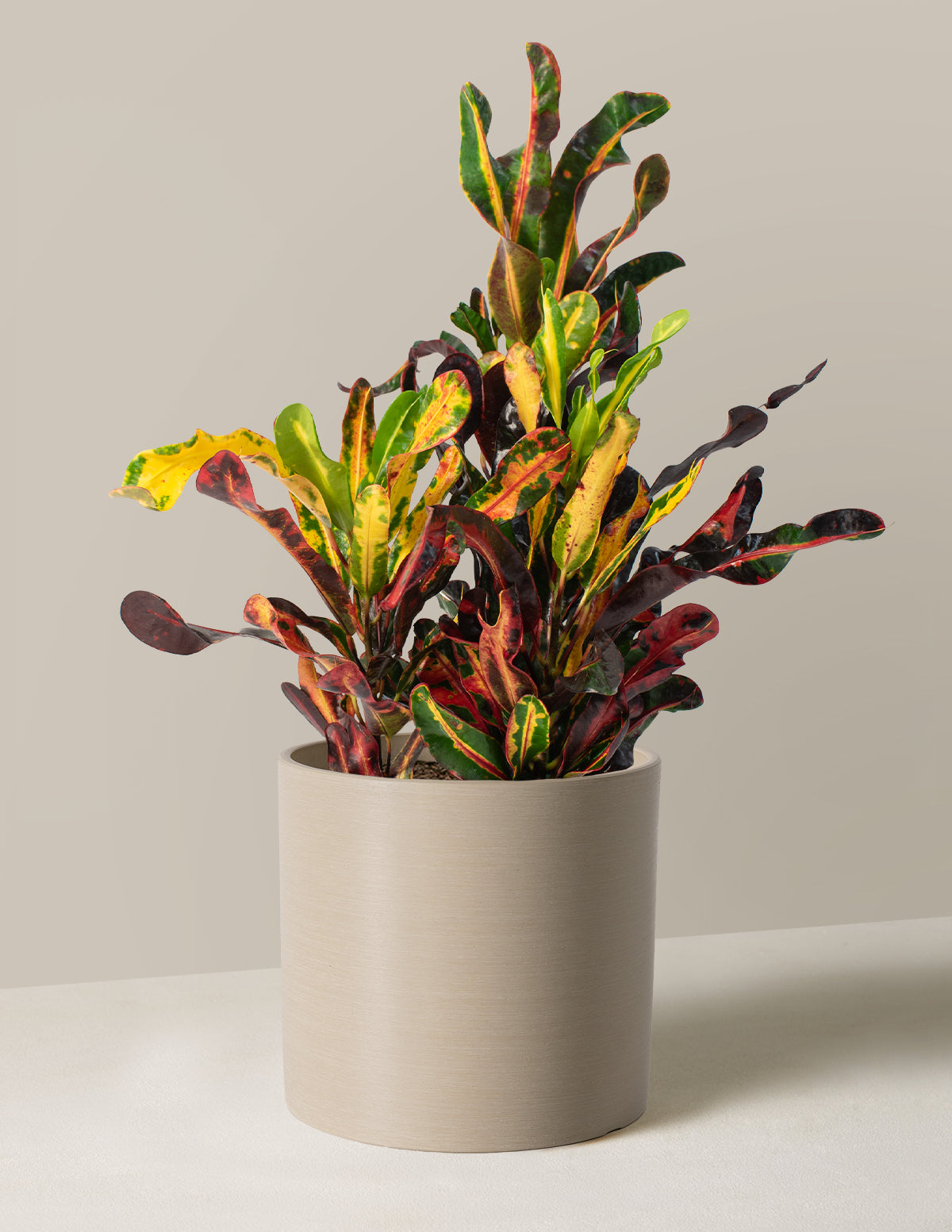 Corkscrew Croton