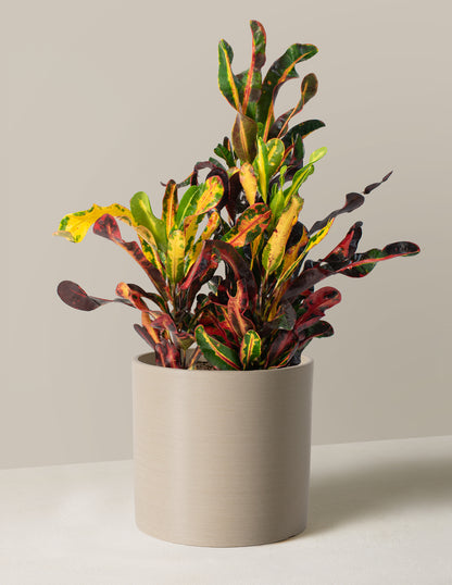 Corkscrew Croton