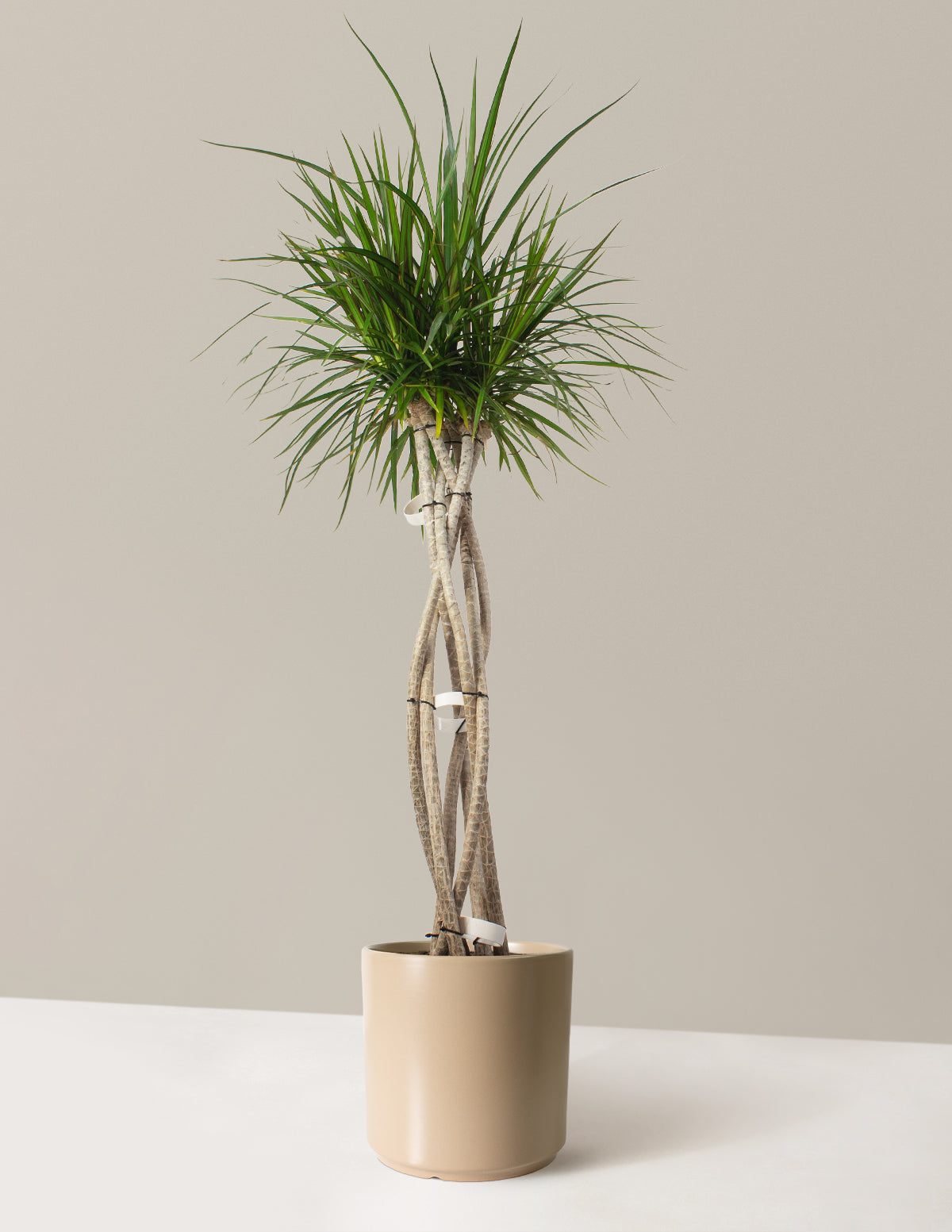 Large Dracaena Marginata Open Weave